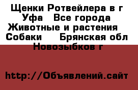 Щенки Ротвейлера в г.Уфа - Все города Животные и растения » Собаки   . Брянская обл.,Новозыбков г.